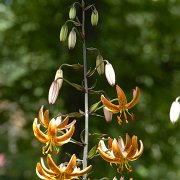 Paisley Hybrid - inflorescence